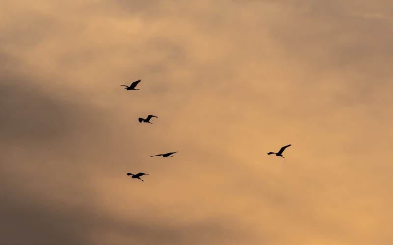 ¿Los pájaros saben volver a casa?