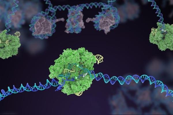 Green enzyme wrapping around and removing a DNA section shown as a twisting blue-purple structure.