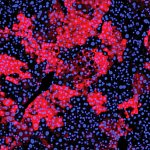 Fluorescence microscopy images show many more red cells in the Repair Drive mice.