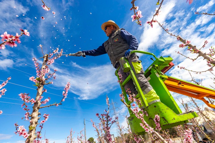 A farmer trims blooming peach trees in Cieza, Spain.