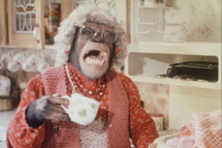 Chimpanzee dressed as an elderly woman drinking tea.