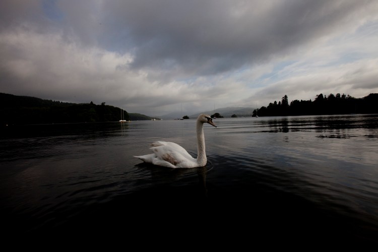 Swan on Lake Windermere.