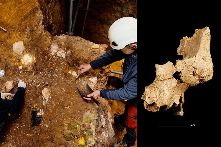 Archaeologist excavating fossilized bone fragments.