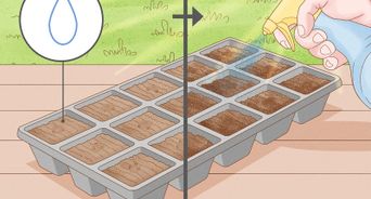 Sow Tiny Seeds Evenly