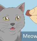 Teach Your Cat to Do Tricks